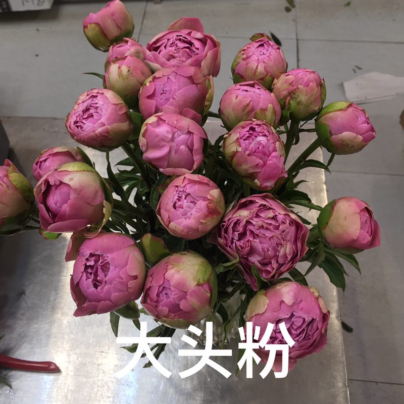 牡丹切花  牡丹芍药鲜切花基地现货供应中下单成功基地直发欢迎