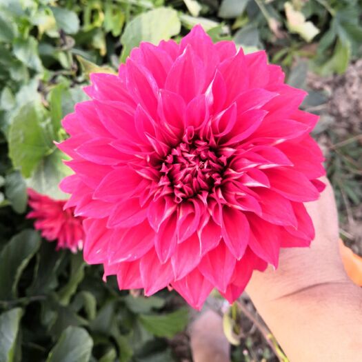 菏泽大丽花苗  基地直销大丽花，