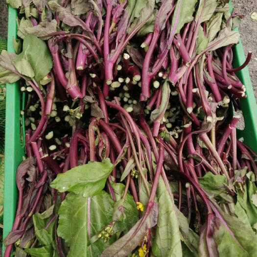 沿河县红菜苔 目前有10000斤