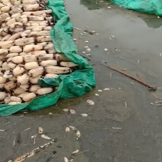 郯城县鄂莲6号 山东省临沂市郯城县 水洗藕