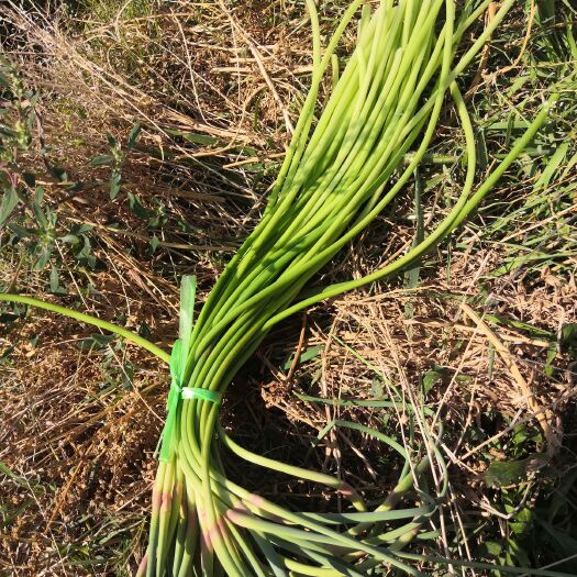  蒜苔一点红