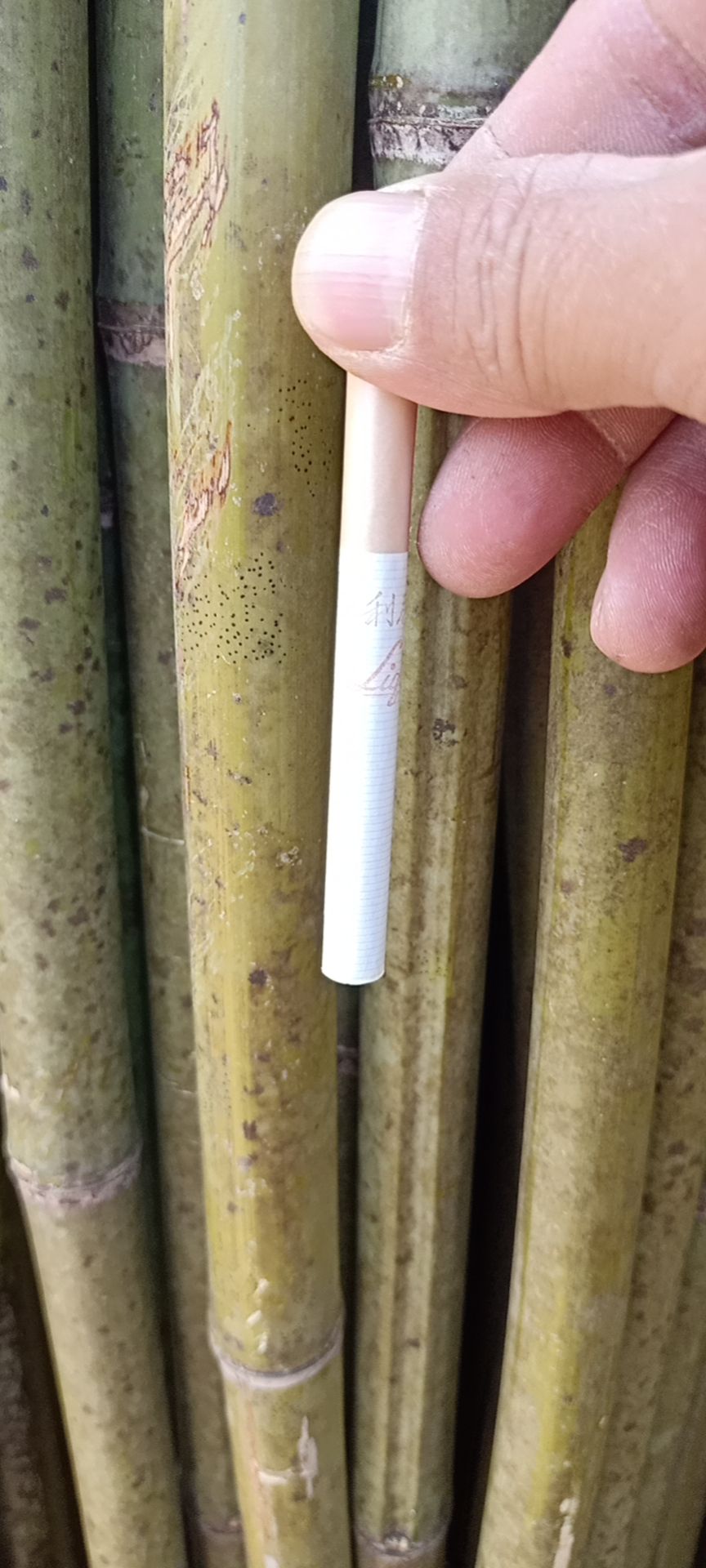 竹竿  大量精品现货野生金竹供应