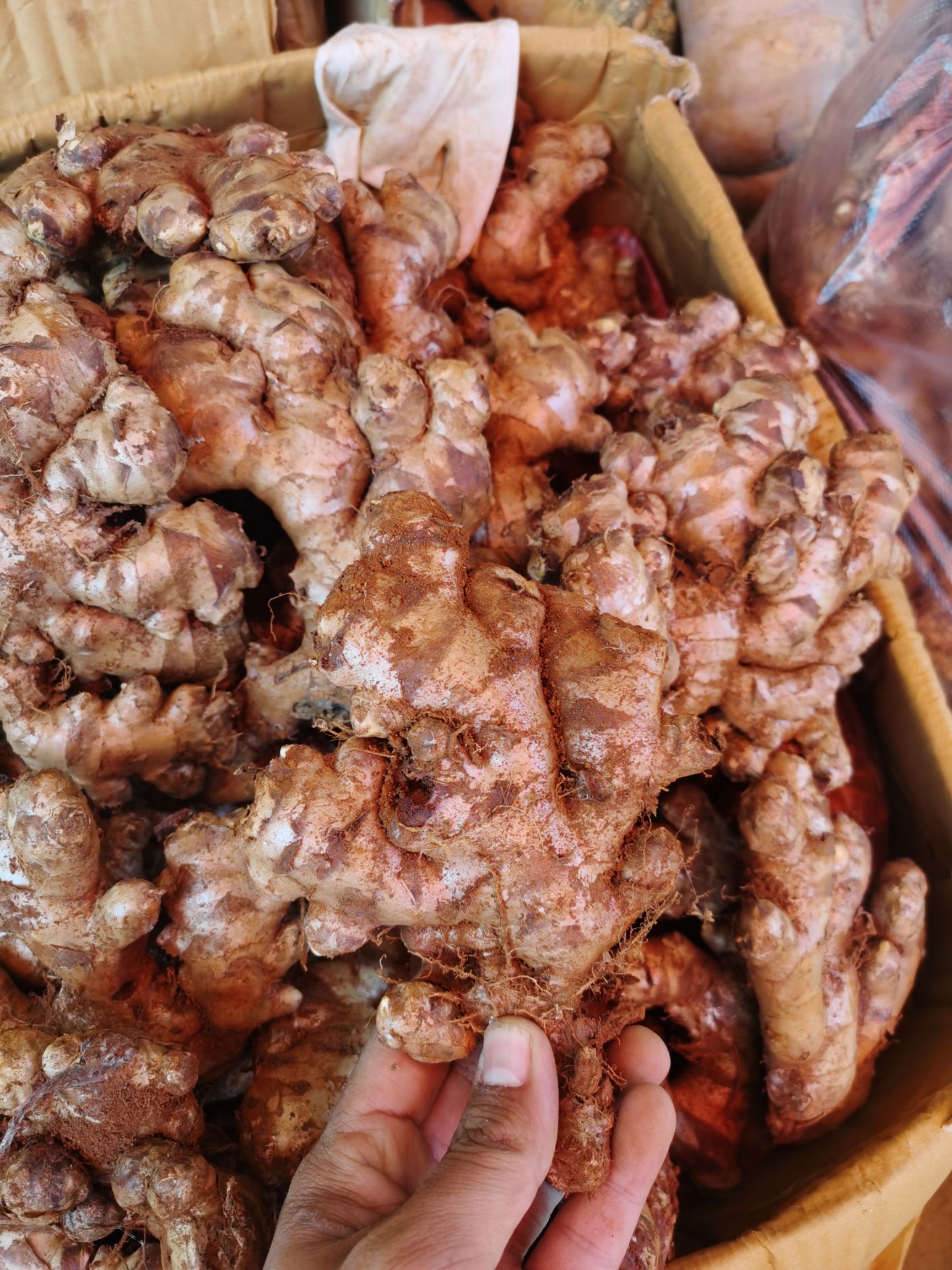 白姜 缅甸青姜大量供应，诚信经营，欢迎新老顾客你的满意就是我的动力