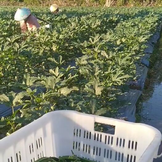 乐东县黄秋葵 海南省乐东黎族自治县乐东黎族自治县