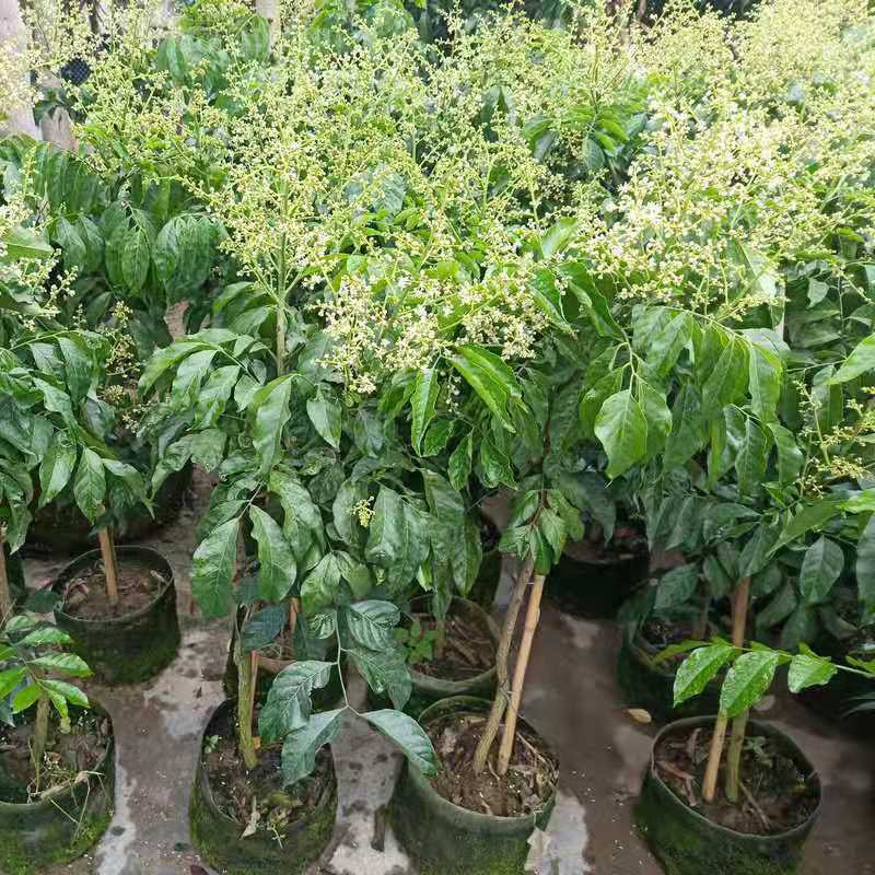 黑黄皮果苗  正品嫁接黑黄皮苗  品种纯正 价格实惠