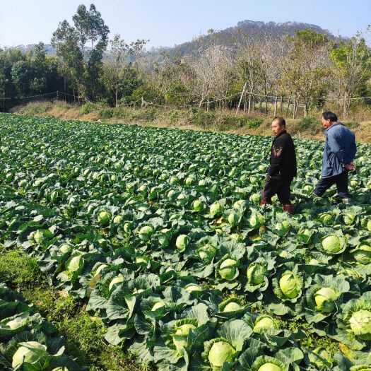 漳浦县绿包菜  福建漳州漳浦优质甘蓝供应 市场 商超都可以