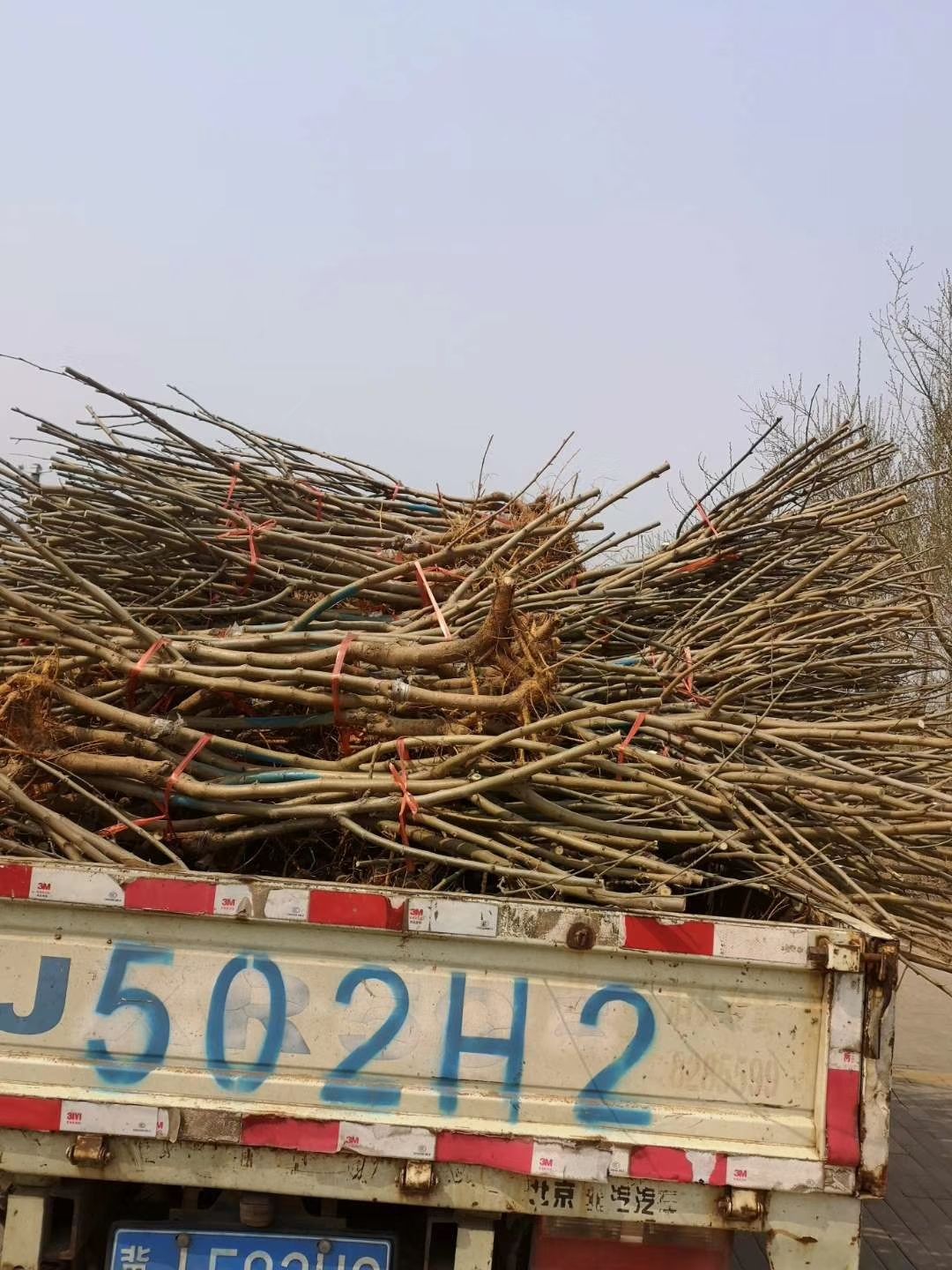 大叶桑苗 实生苗 裸根苗