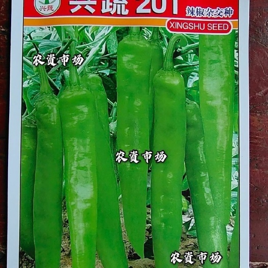 华容县尖椒种子  兴疏201辣椒杂交种 辣味型 丰产中熟尖椒 清果