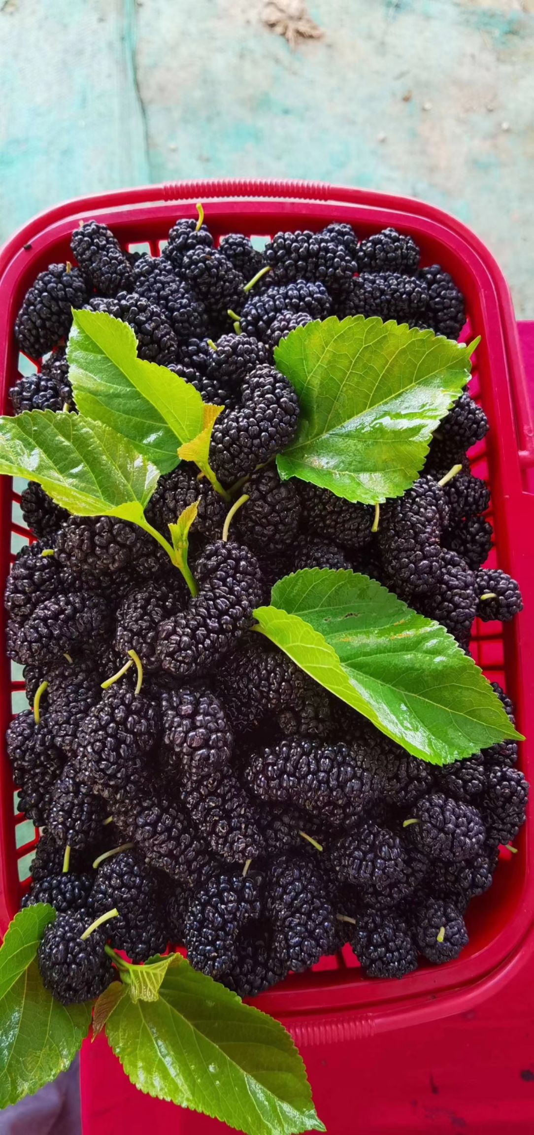 大叶桑苗 实生苗 裸根苗