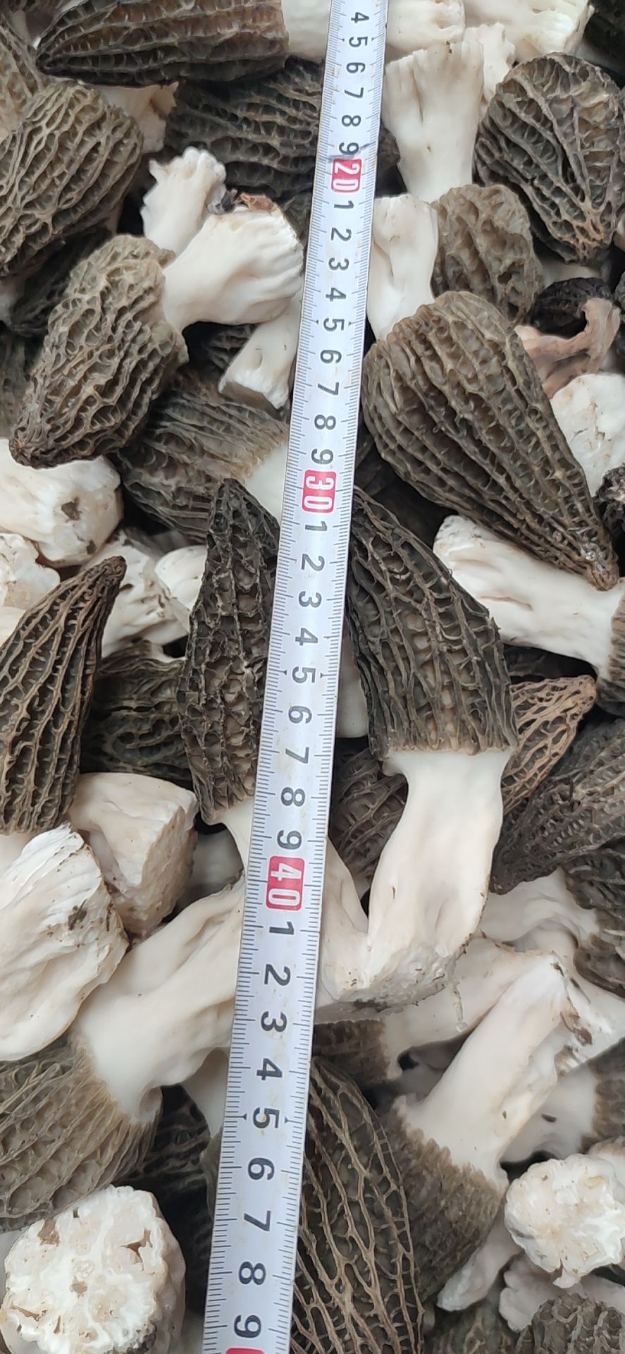 味美价廉的羊肚菌，有新鲜有干品