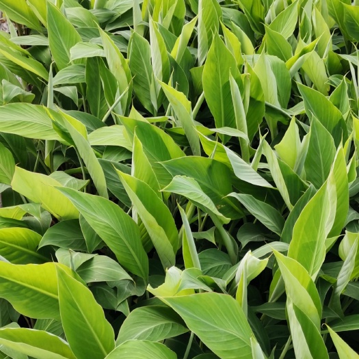 雷州市挂蕉一号香蕉苗