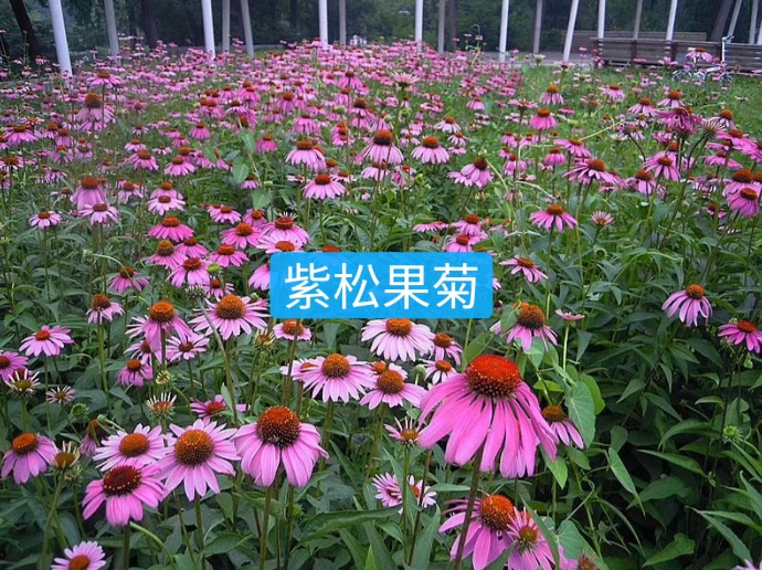 紫松果菊种子多年生花卉种子
