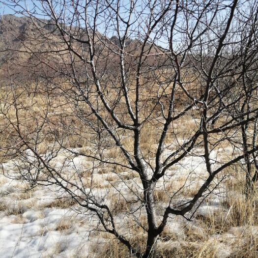 凌源市 山杏，大扁杏苗出售预订