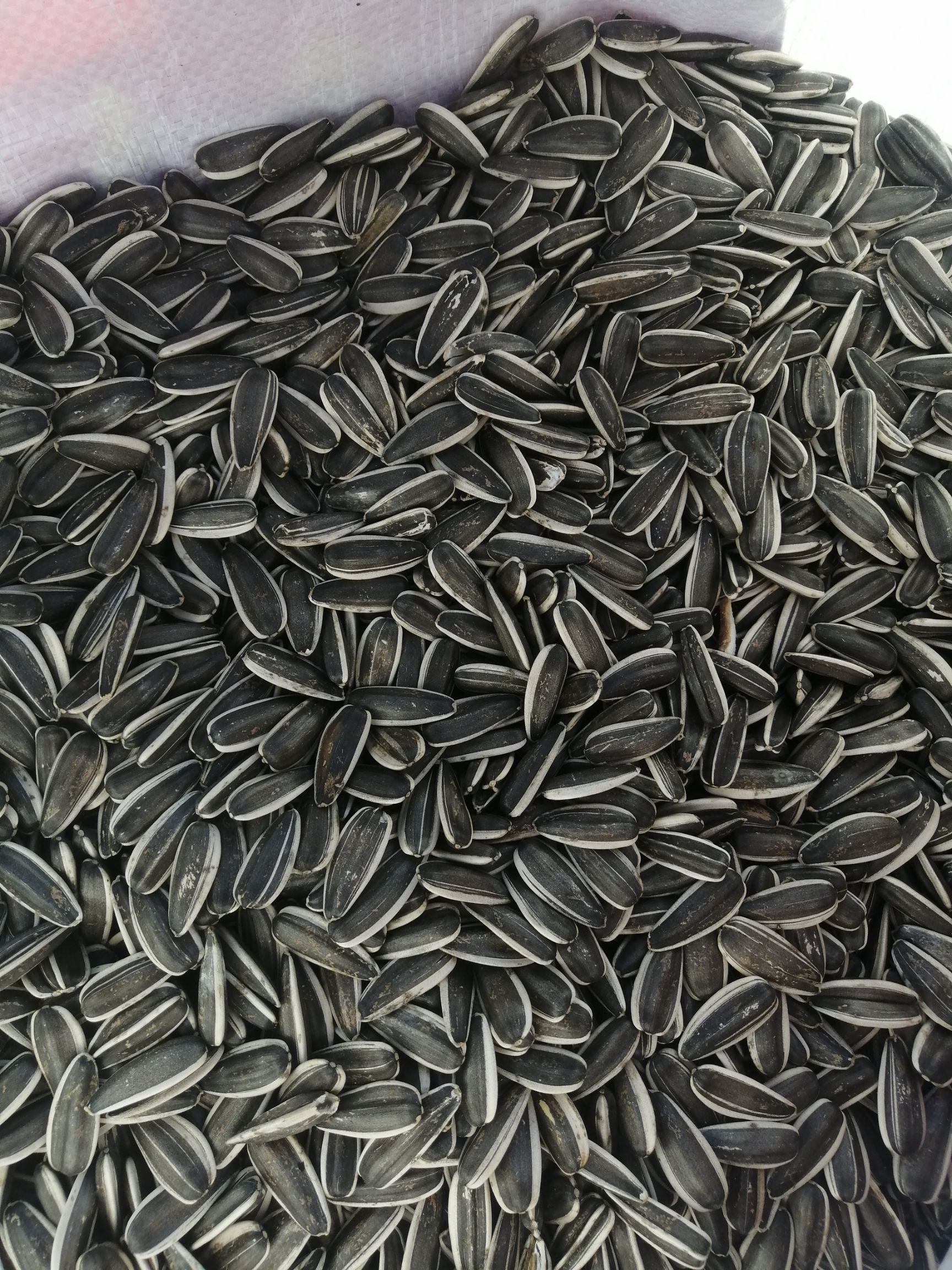 葵瓜子 出售18万斤三瑞363.千粒200左右，无臭籽，无內霉。