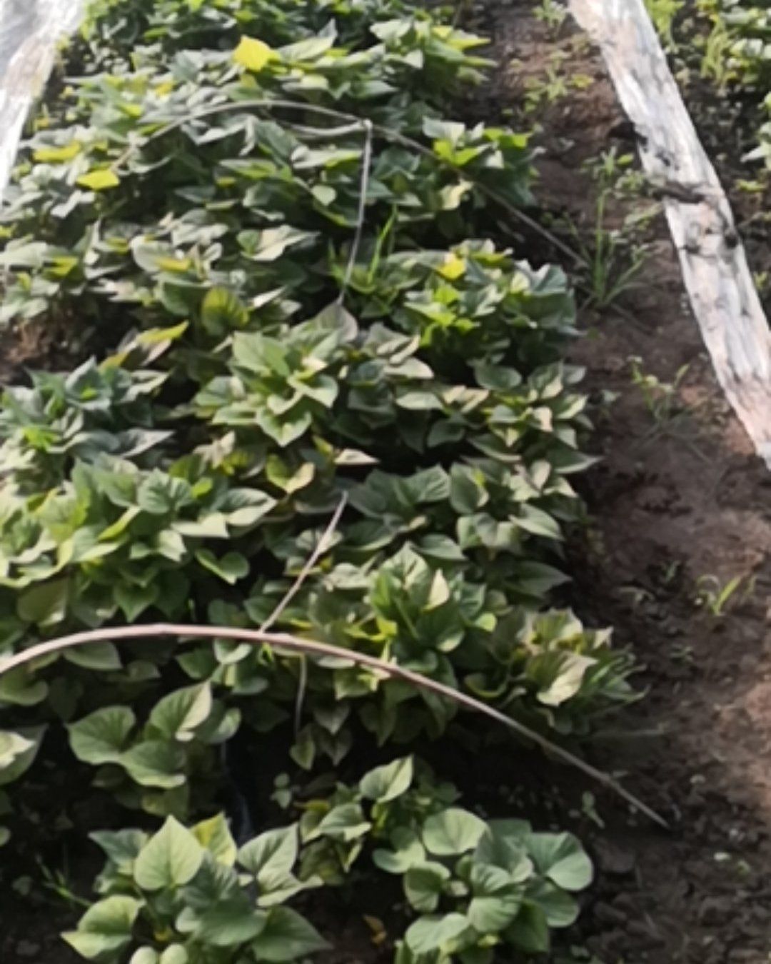 日本高系14号红薯苗  桥头地瓜（高系14），玛莎莉，烟薯，人参薯（非澳洲紫白）种苗