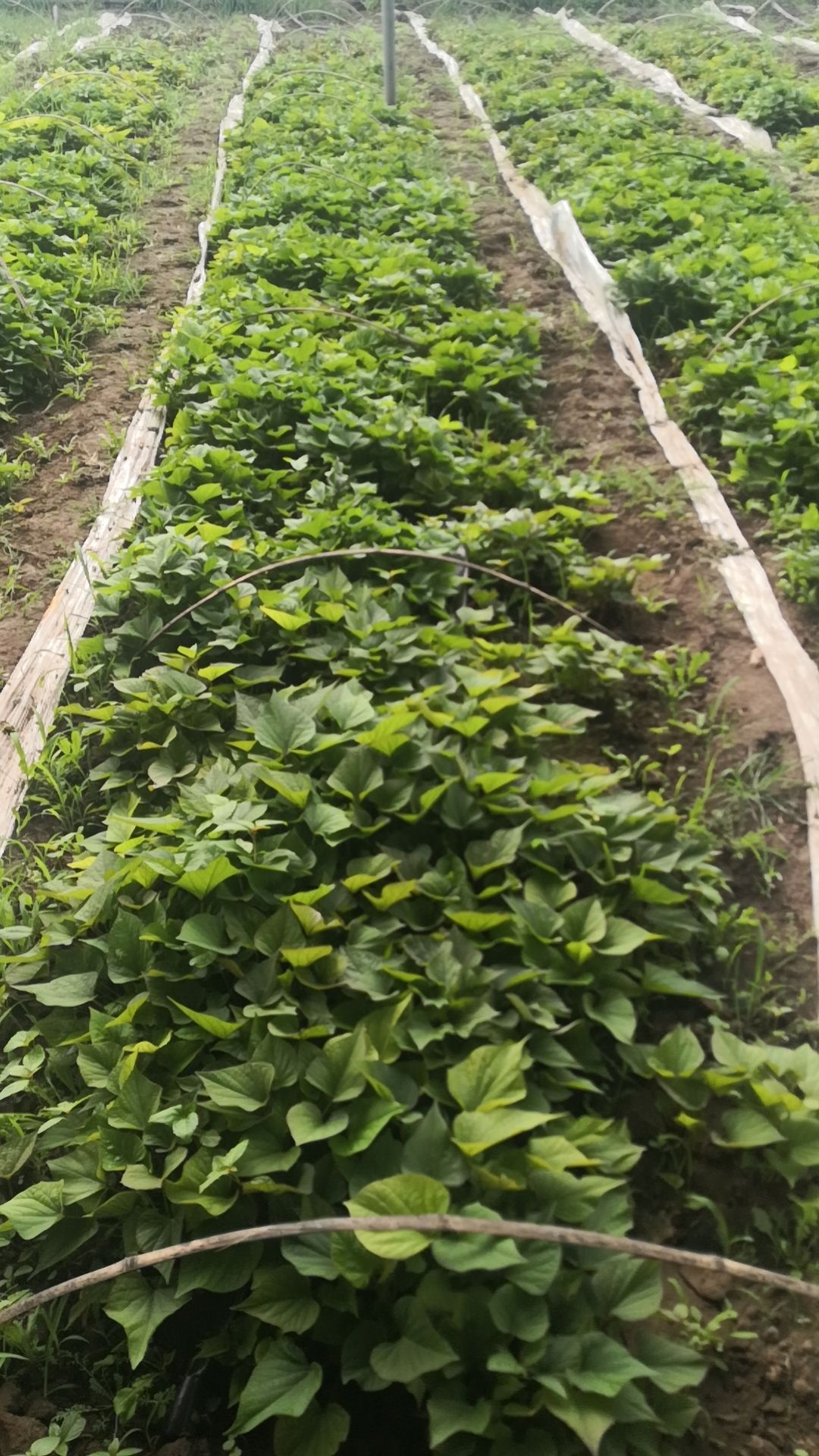 日本高系14号红薯苗  桥头地瓜（高系14），玛莎莉，烟薯，人参薯（非澳洲紫白）种苗