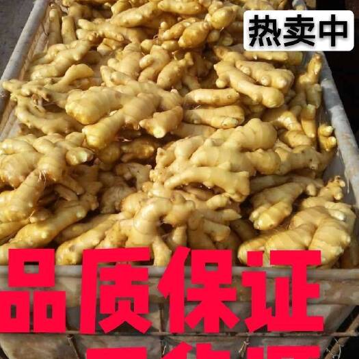 苍梧县窖藏老姜 质量保证 辣味十足农户自种一手货源