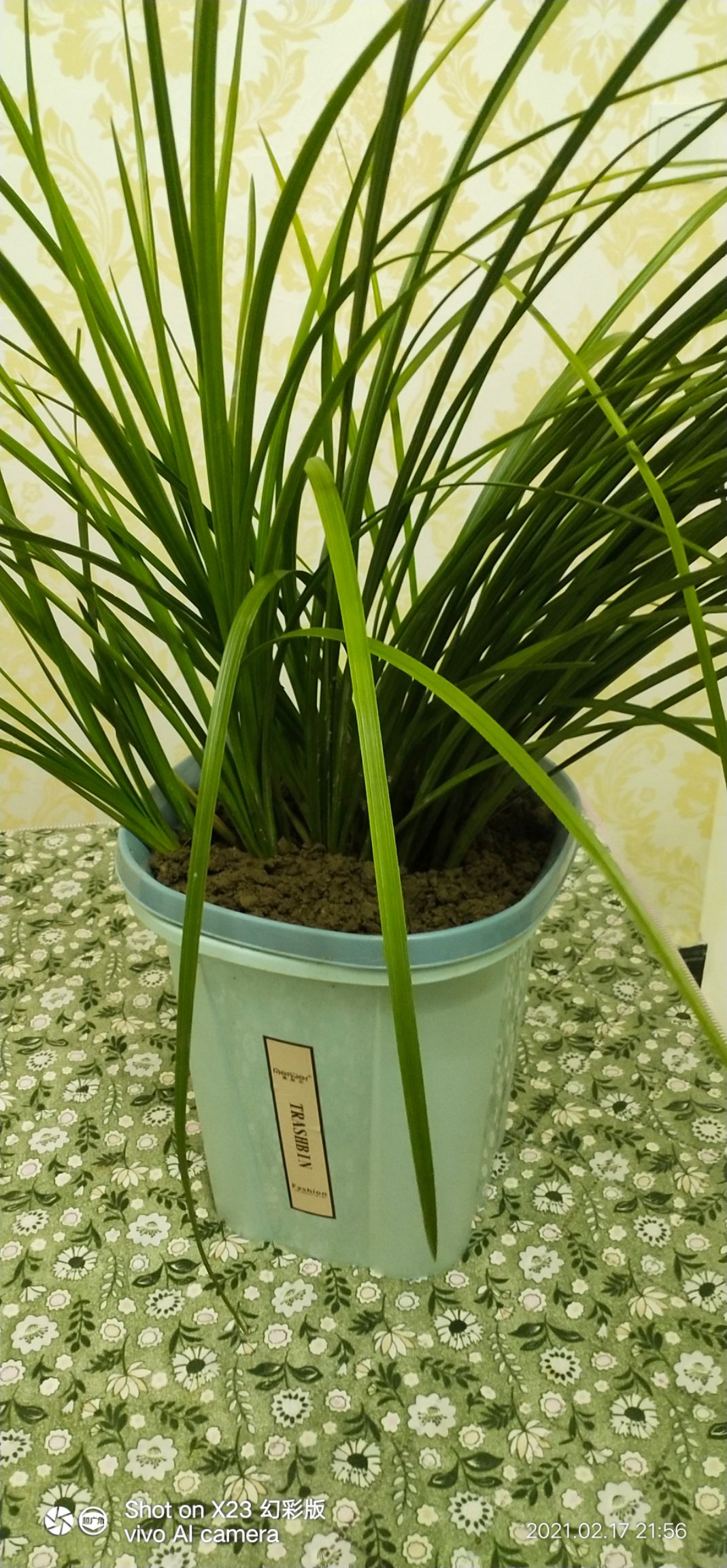  长叶兰/九朵兰/春兰