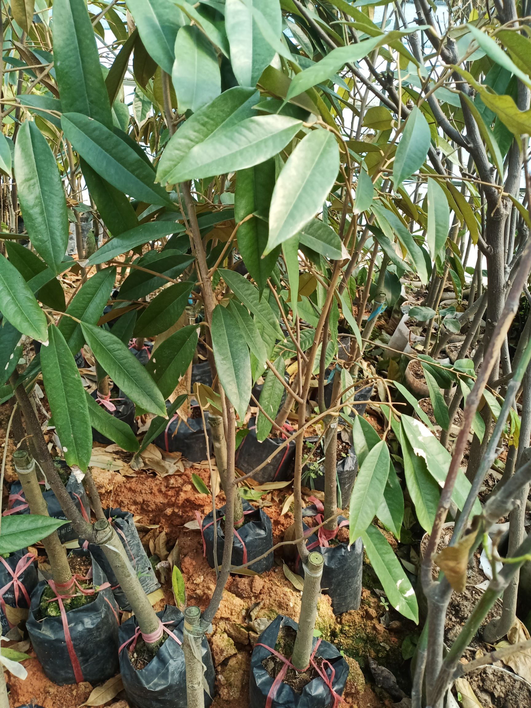 猫山王榴莲苗  泰国金枕榴莲苗  嫁接苗 保证正品