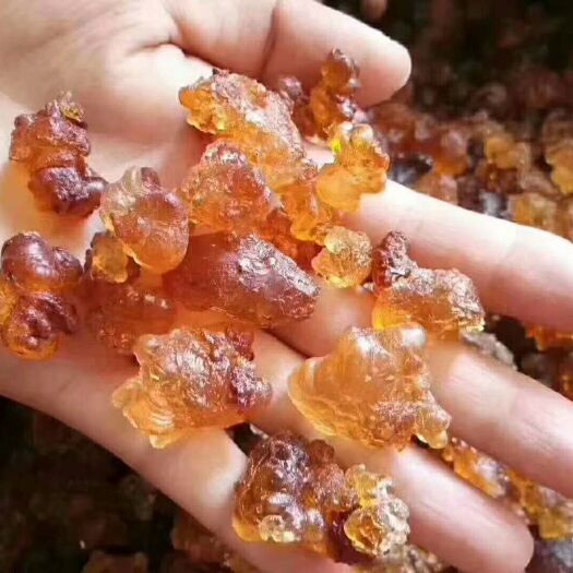 惠州自家种的桃树，好桃胶
