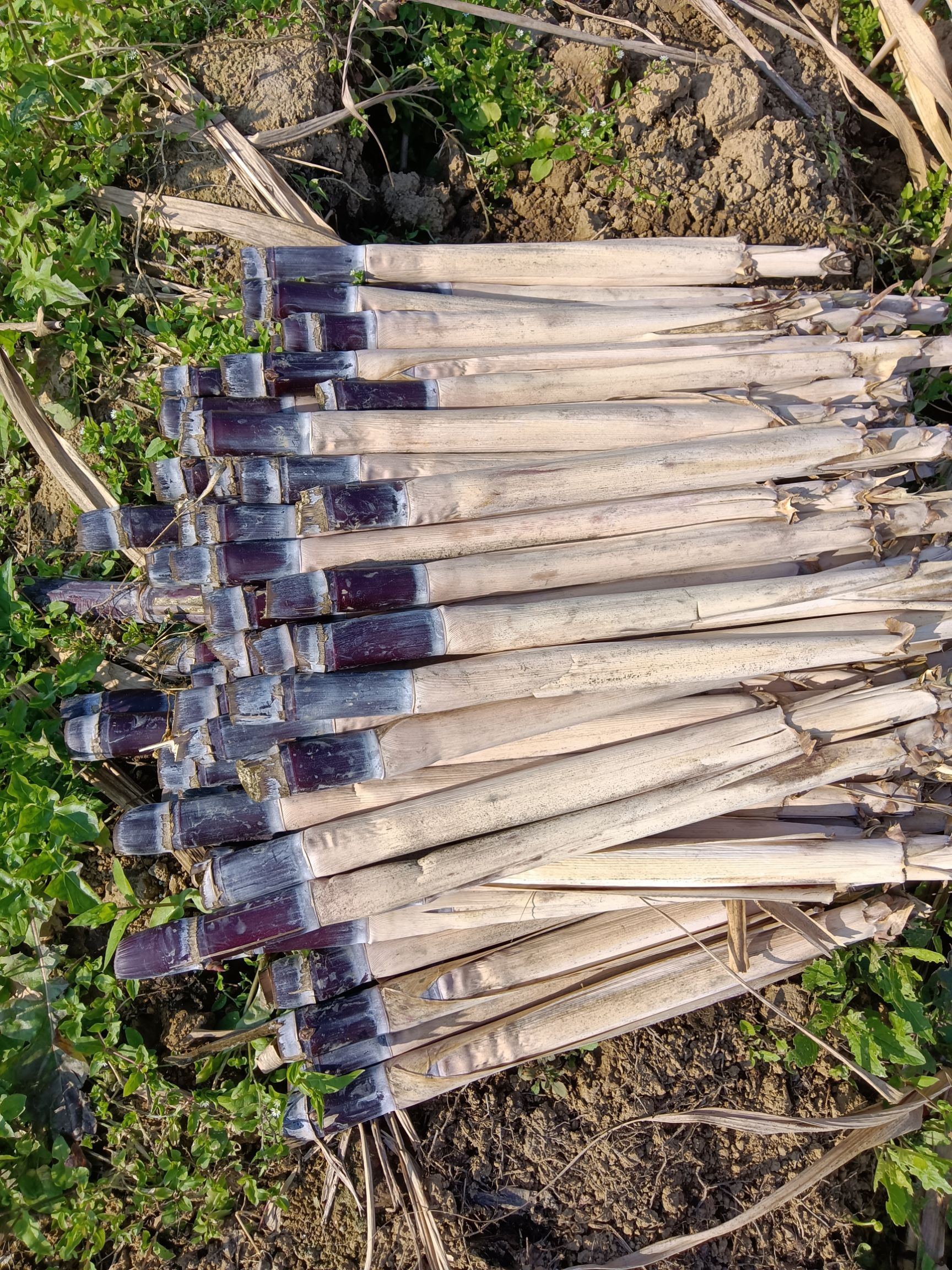 黑皮甘蔗苗 黑皮果蔗种苗 够老水 芽爆满