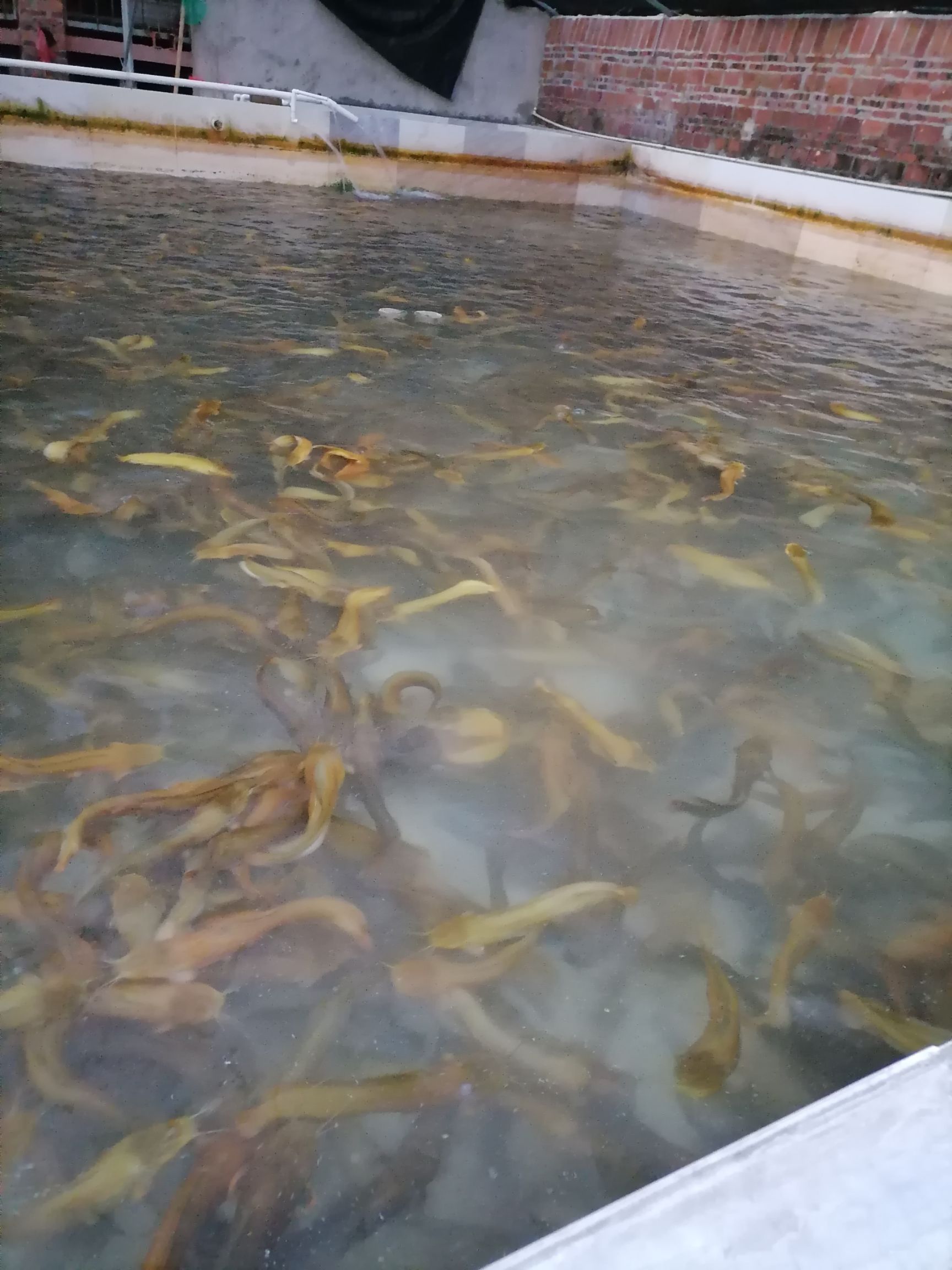  自家水池山泉水养殖本地塘鲺鱼，鱼品种质量很好，欢迎老板们收购