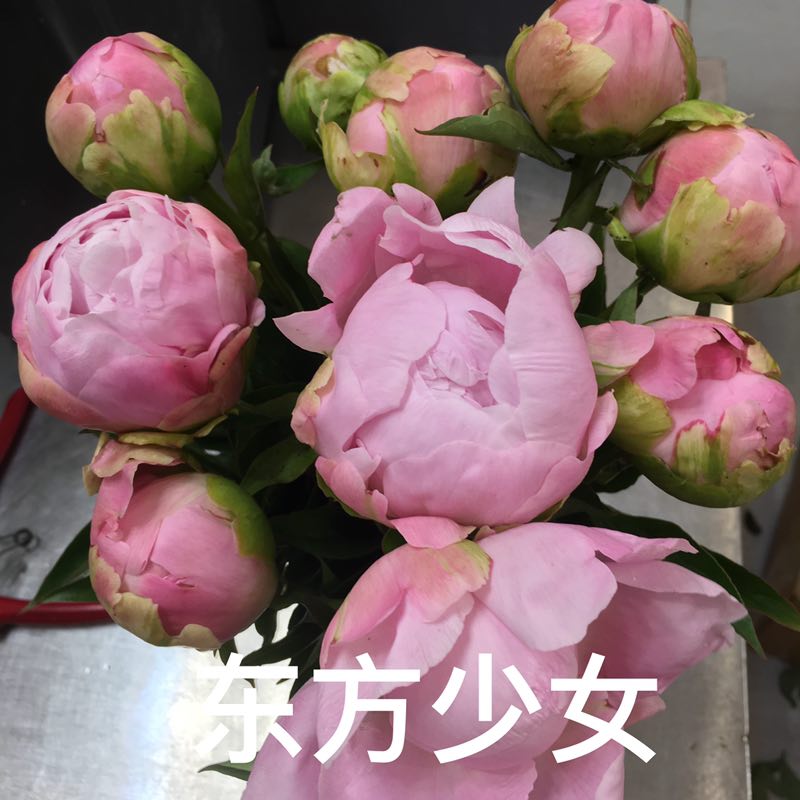 牡丹切花  牡丹芍药鲜切花基地现货供应中下单成功基地直发欢迎