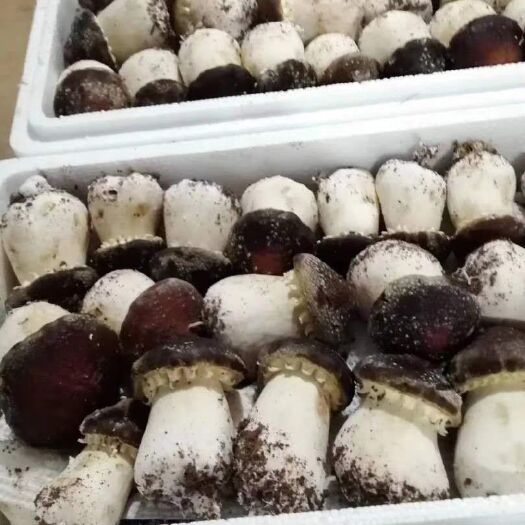 臨汾大球蓋菇 鮮貨 人工種植 未開傘