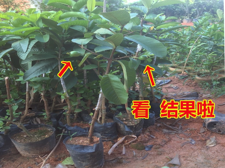 珍珠番石榴苗  正宗红心番石榴苗西瓜芭乐苗红宝石无核番石榴树苗当年结果2