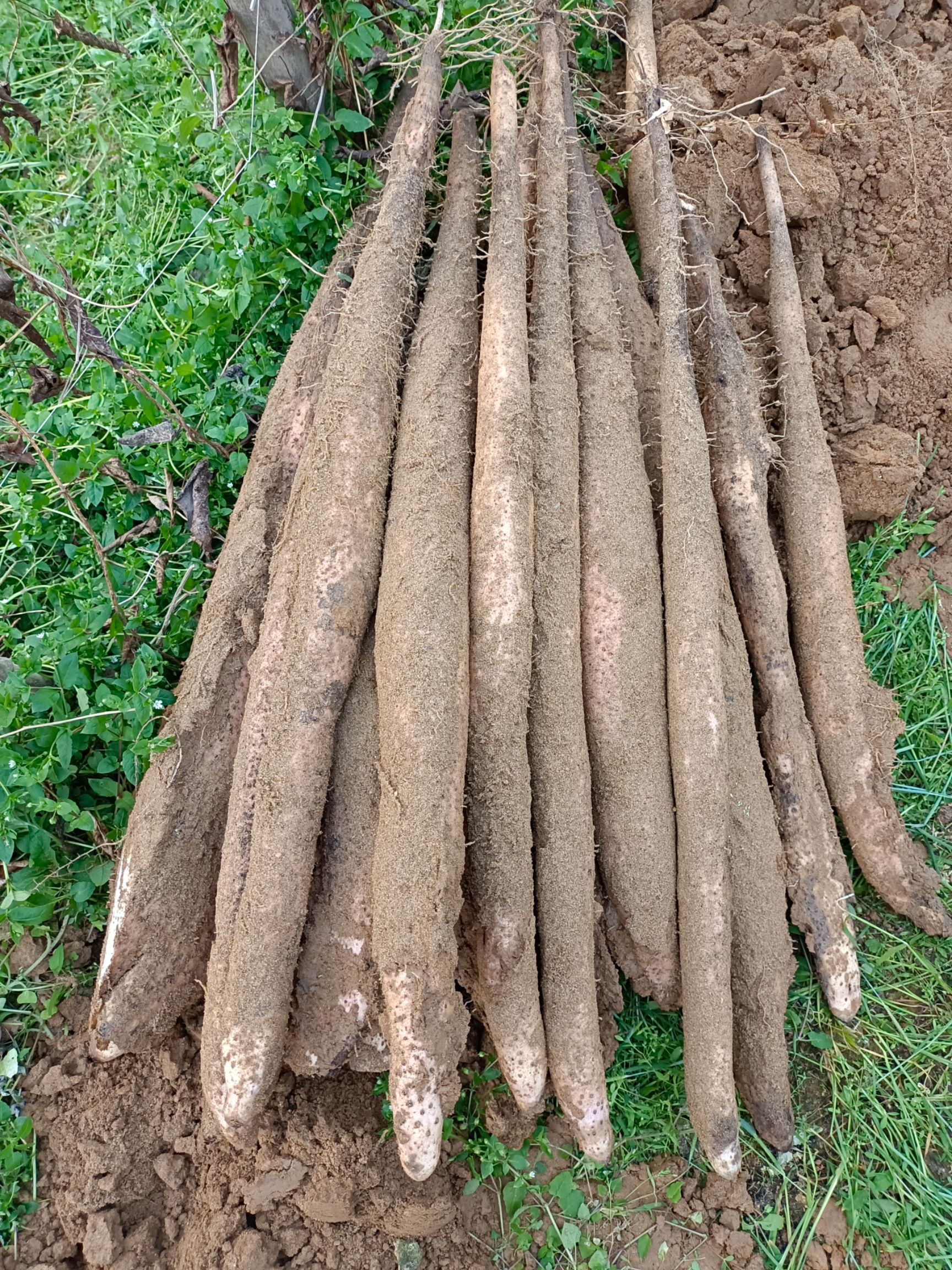 淮山药 广西壮族自治区贺州市八步区 50~70cm 