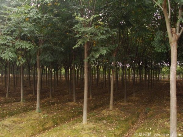 巨野县栾树 8亩，需要的老板，过来采购