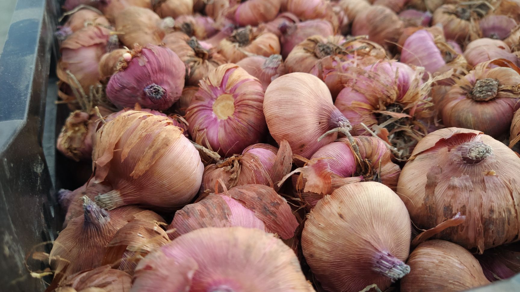 唐菖蒲种球 剑兰种球，唐菖蒲