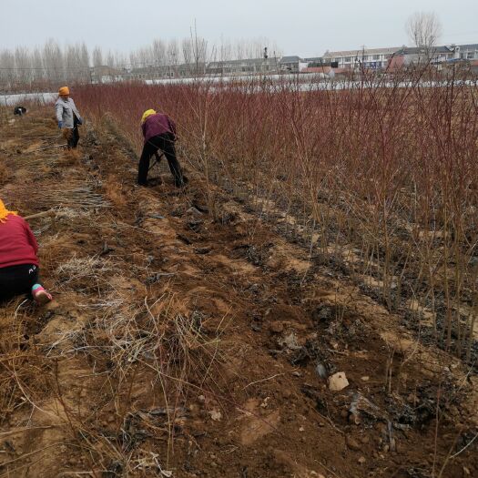 沂水县秋彤桃树苗 秋彤桃八月底九月初成熟的离核品种