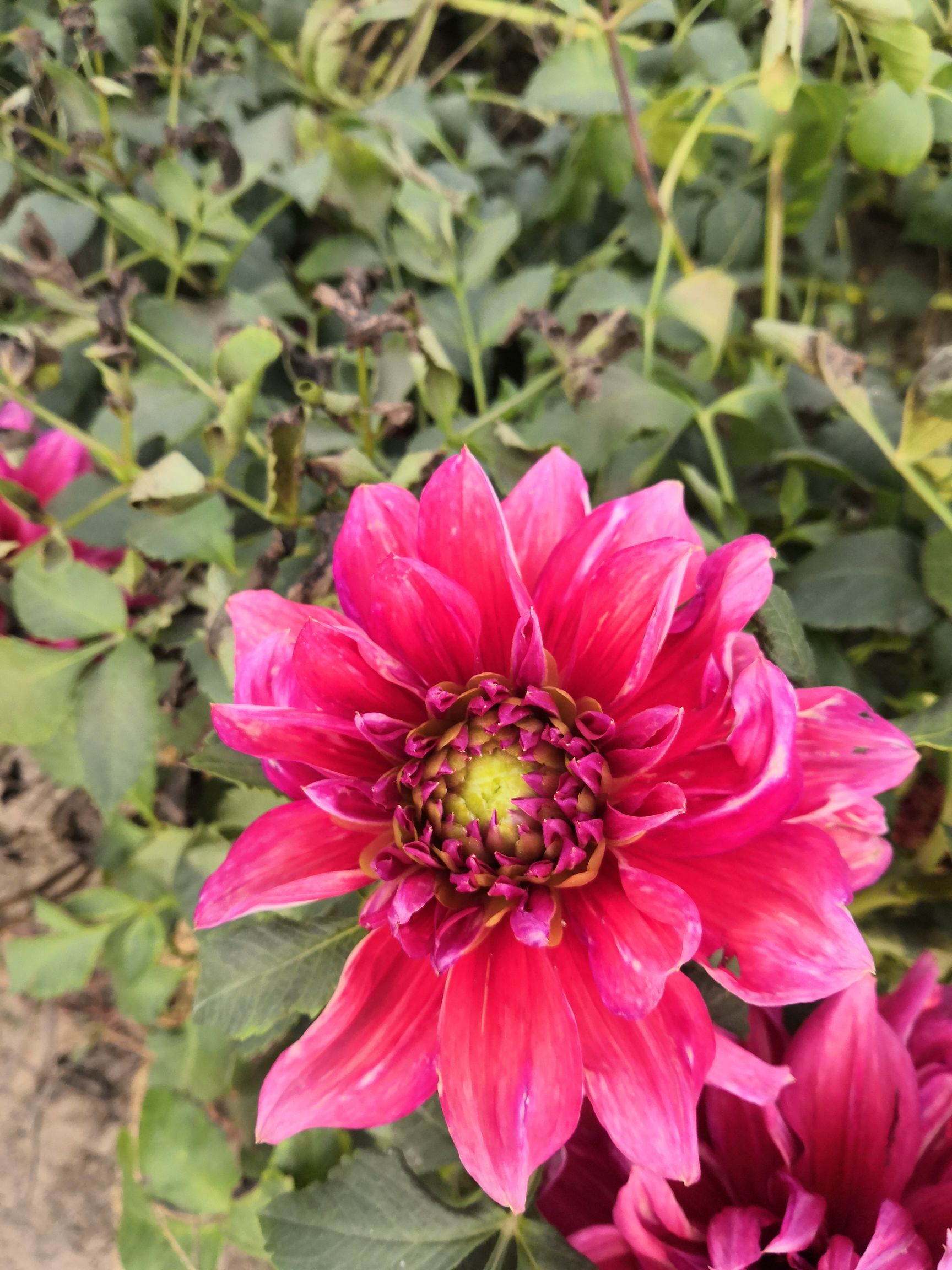 大丽花苗  基地直销大丽花，