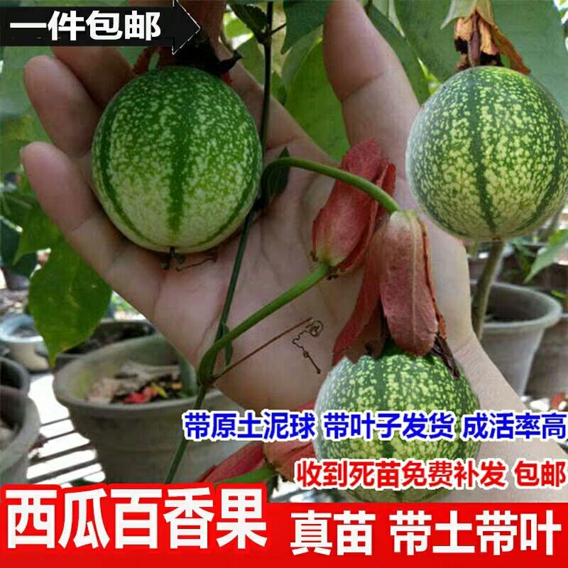 新品种西瓜百香果苗 甜蜜蜜百香果苗 四季可种纯甜不酸耐寒