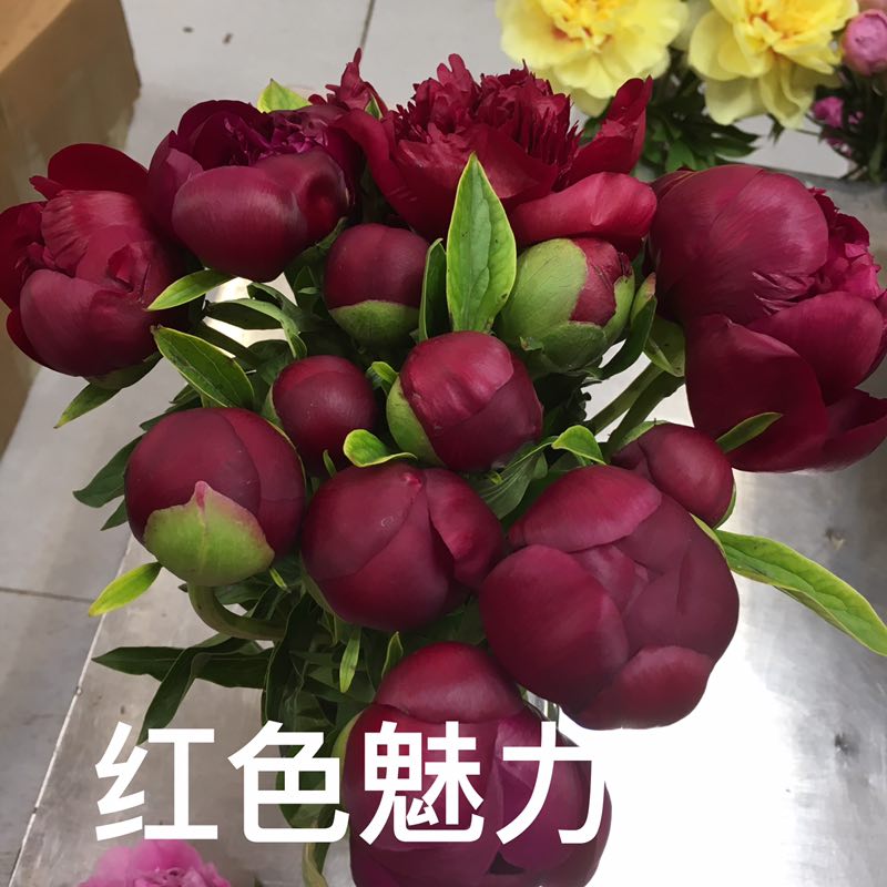 牡丹切花  牡丹芍药鲜切花基地现货供应中下单成功基地直发欢迎