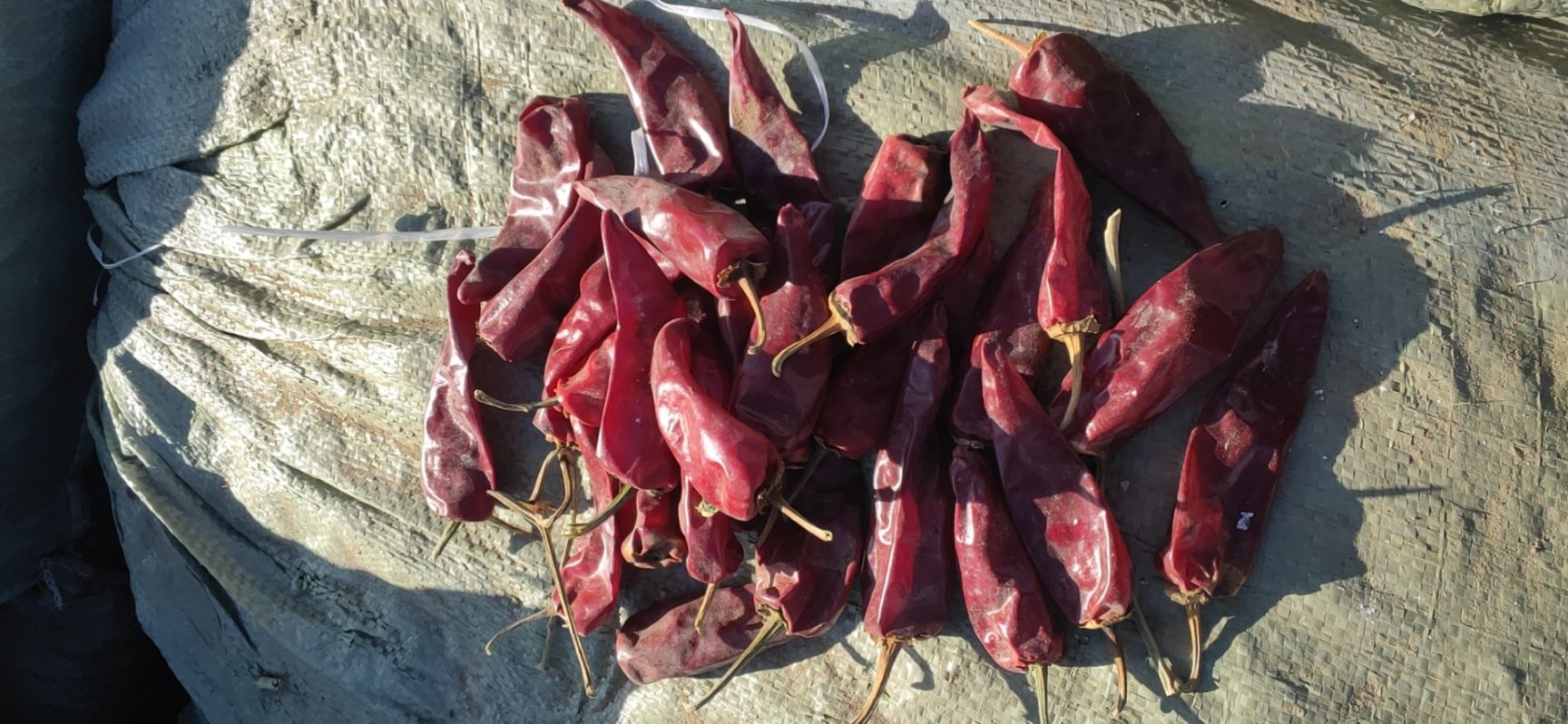 北京红干辣椒 干度和色泽都没有问题，无花皮