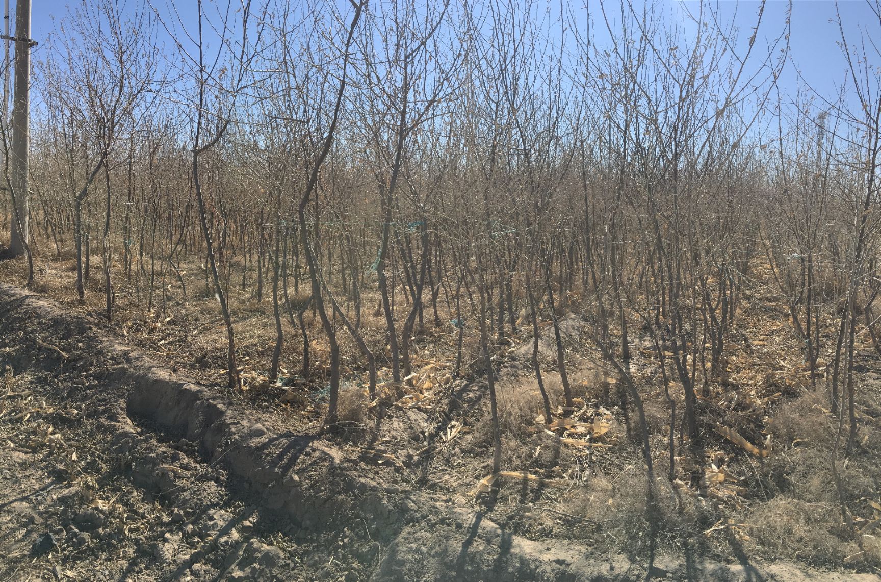 沙枣苗 春季沙枣花飘香赛玫瑰 秋季硕果累累似珍珠