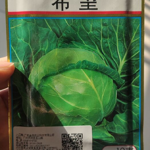 寿光市 甘蓝苗菜花苗西兰花苗白菜苗韩绿甘蓝苗赛绿99甘蓝苗
