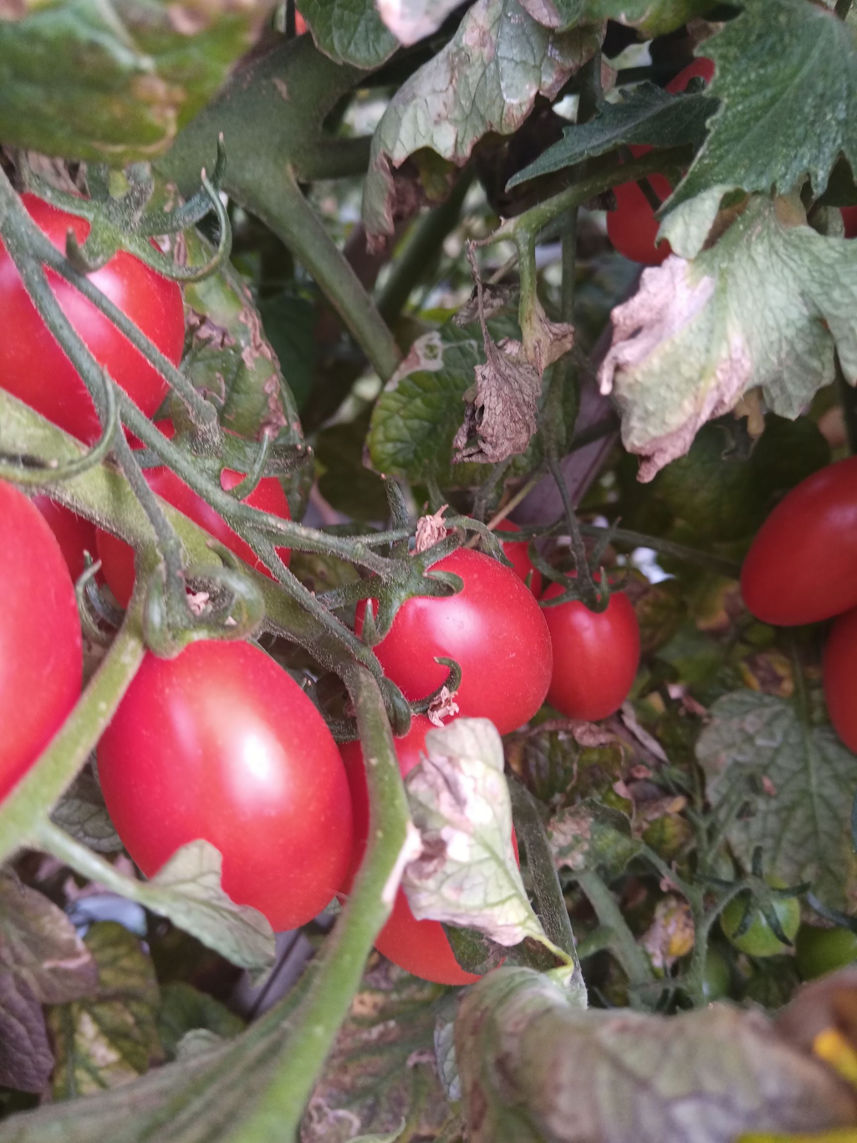 东红一号 云南圣女果，全露天种植，吸收阳光好，口感酸甜适中！