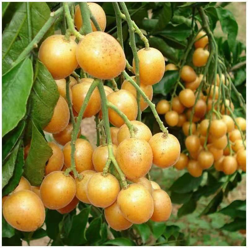 黑黄皮果苗  正品嫁接黑黄皮苗  品种纯正 价格实惠