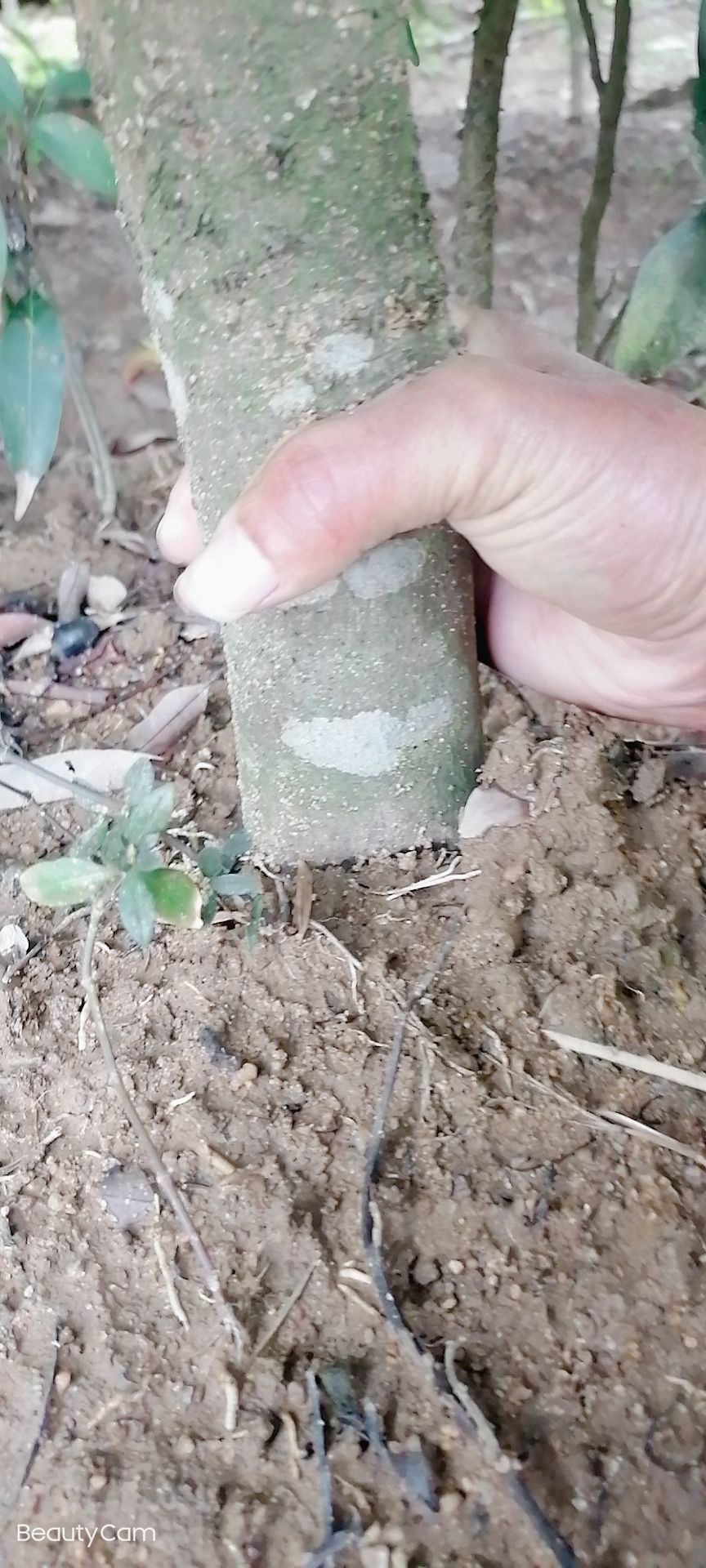 桂味荔枝苗 嫁接苗 容器苗