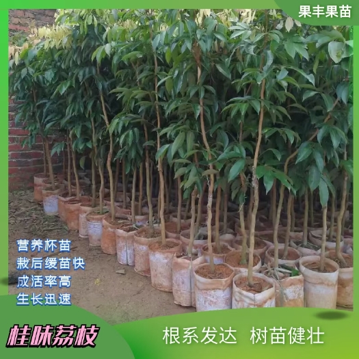灵山县桂味荔枝苗 一年之计在于春，需要种植的朋友好快联系我，各种品种都有