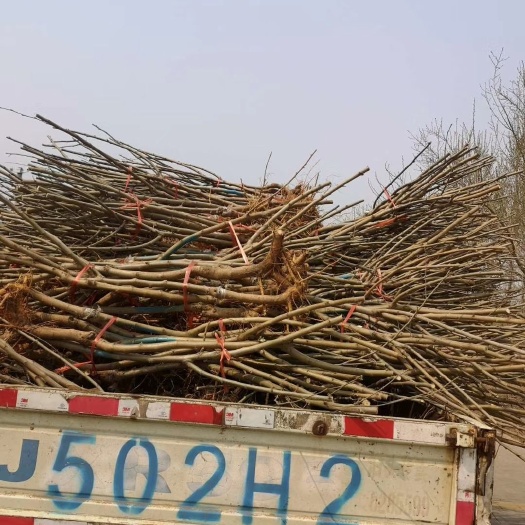 泊头市无籽大十果桑苗  黑桑葚苗