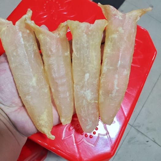 北海花胶，无齿芒鱼胶巴沙鱼胶筒一斤22头左右