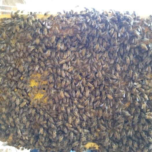 北流市中华蜜蜂  中华蜂，精选蜂种。采集力强繁蜂快，抗病强。蜂温顺，维持大群。