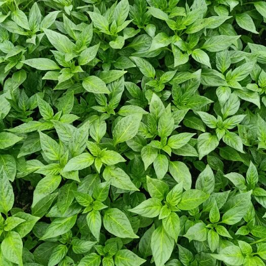 醴陵市线椒苗 10～14片真叶