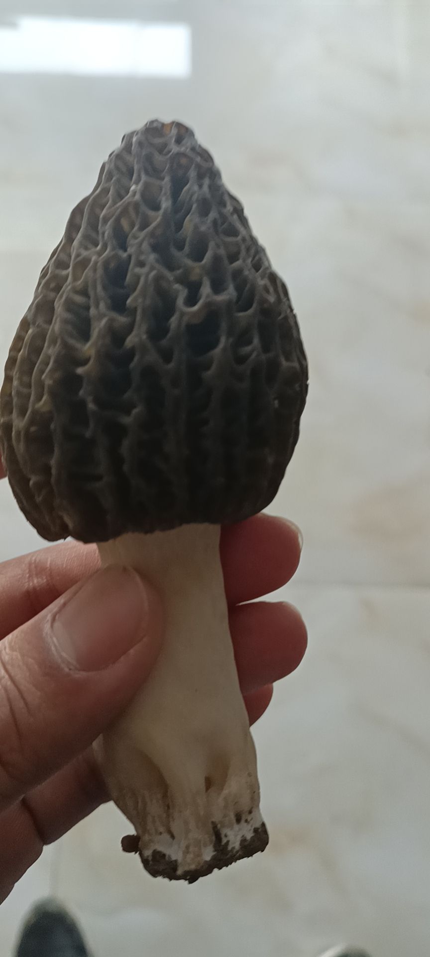 味美价廉的羊肚菌，有新鲜有干品