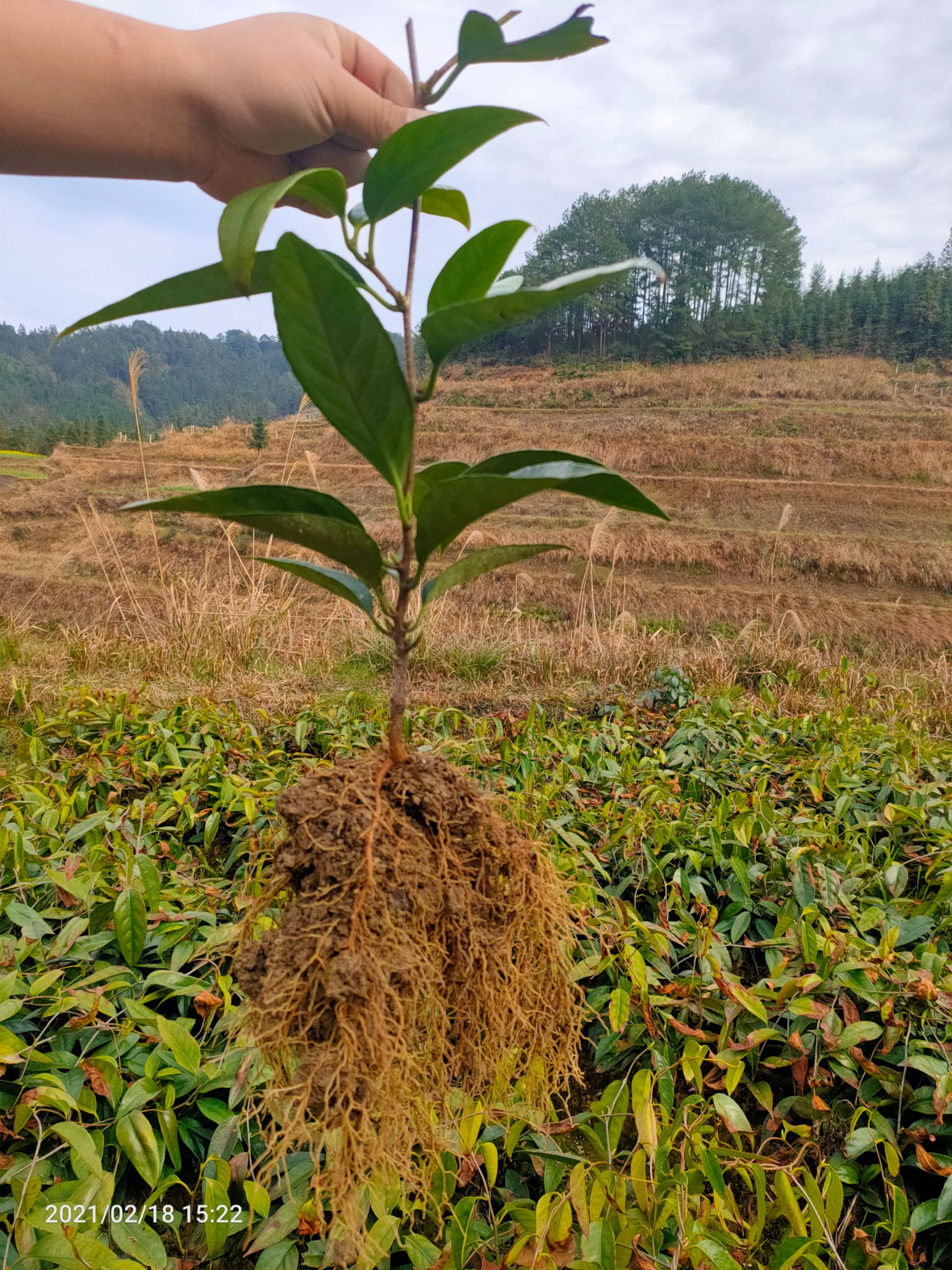 粉红黑老虎苗  正宗布福娜一年苗  无遮阳网培育  现挖现发   一手货源