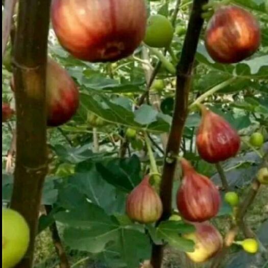 焦作波姬红无花果苗  无花果苗，波姬红，金傲芬，博兰瑞克。保证当年结果